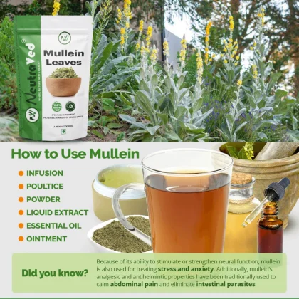 Mullien Leaves image 4
